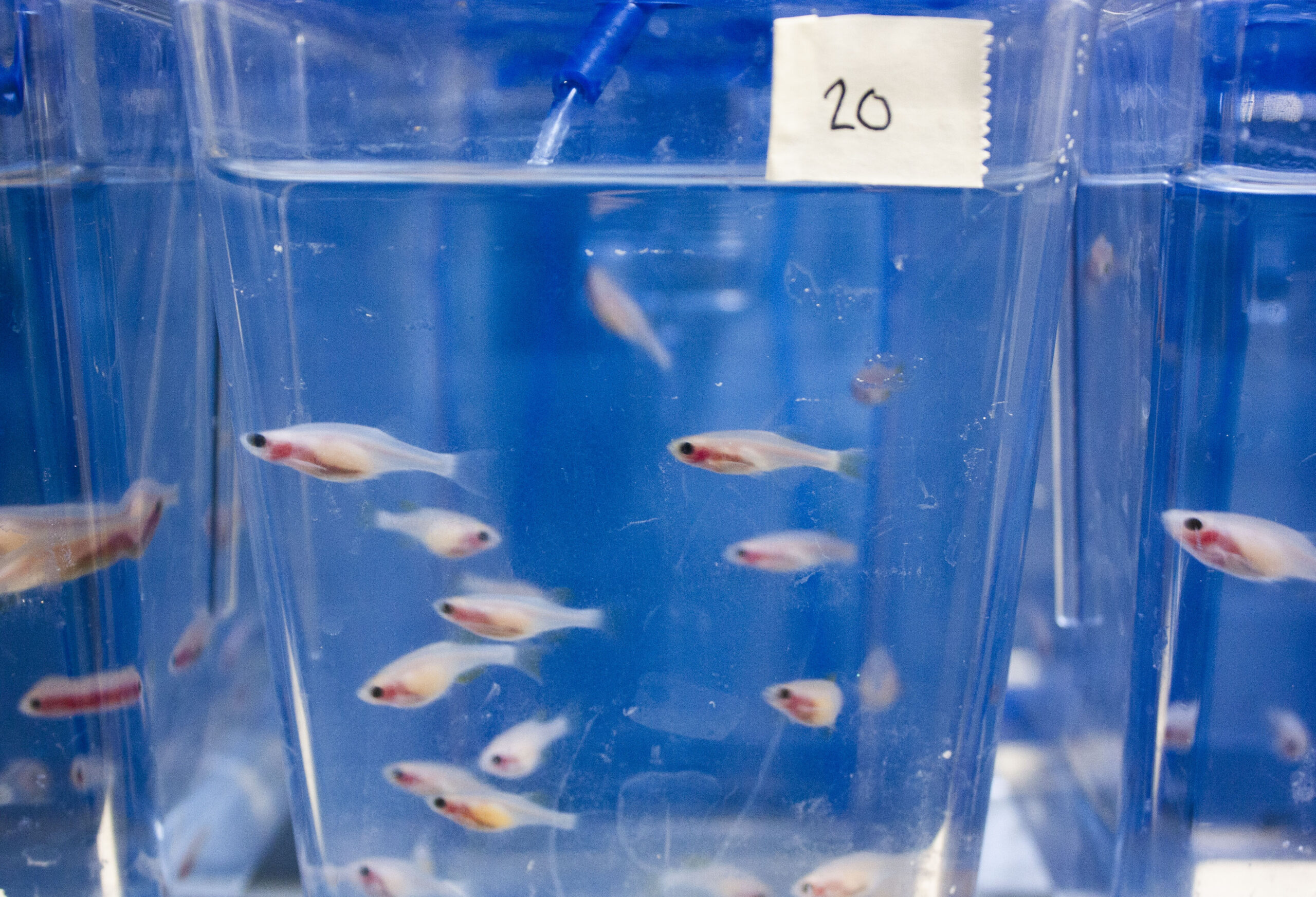 The Kauppi Campus is bustling with rodents, fish, and flies – Animal ...